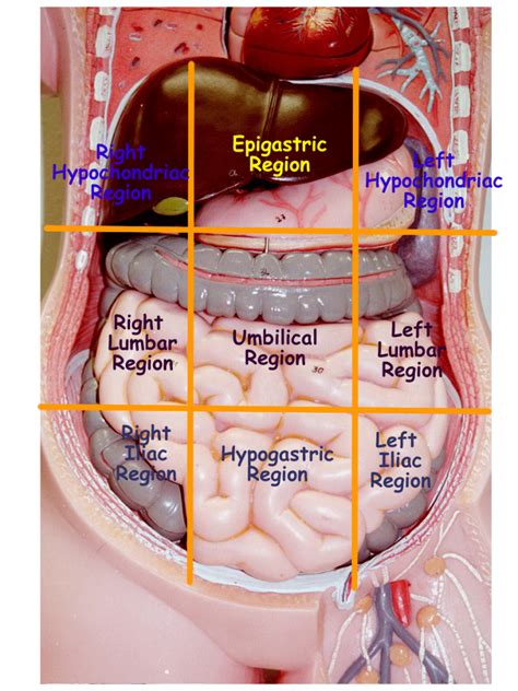 Body cavities and membranes : Anatomy & Physiology