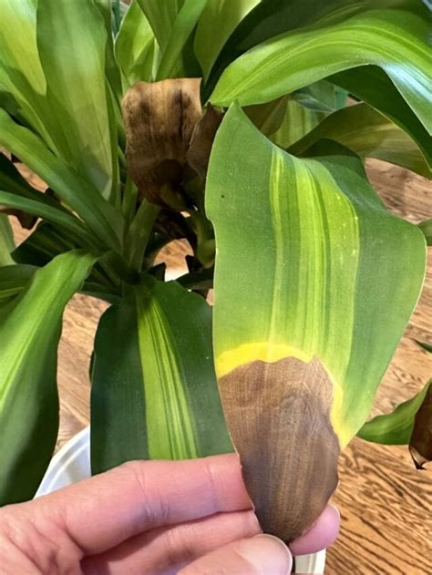 5 Reasons Your Corn Plant Leaves are Turning Brown (Dracaena) - Planting 101