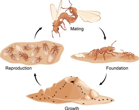 Life Cycle Of Ants Diagram