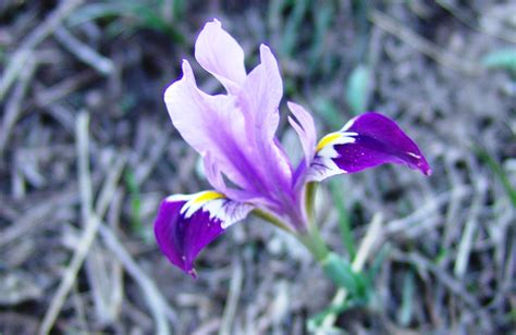 The Short, Colourful Lives of Spring Steppe Flowers - The Astana Times