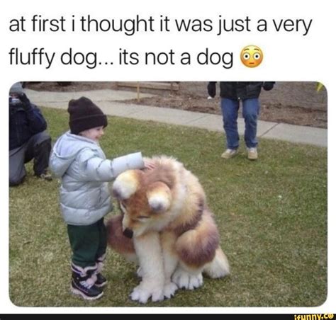 At first i thought it was just a very fluffy dog... its not a dog Q9 ...