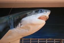 Model Of Great White Shark Free Stock Photo - Public Domain Pictures