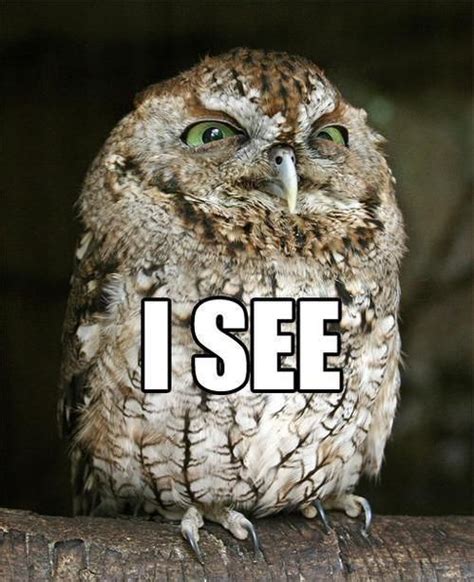 20 Hilariously Adorable Owl Memes