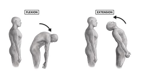 CrossFit | Movement About Joints, Part 8: The Vertebral Column