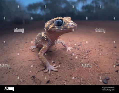 Portrait of a barking gecko (Underwoodisaurus milii) The Mallee ...