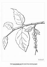 Poison Ivy Coloring Pages  Free Plants Kidadl sketch template