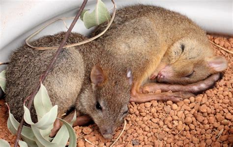 Woylie l Impressive But Extremely Rare Marsupial - Our Breathing Planet