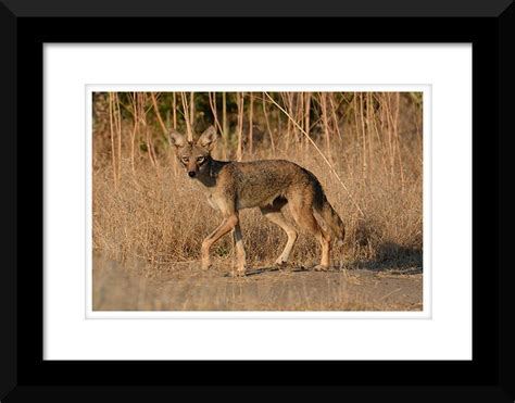 Digital Download, Nature Art, Coyote Wall Art, Coyote Nature Photo ...