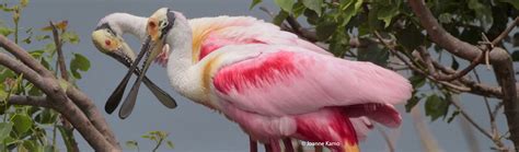 Smith Oaks Rookery Birds | High Island Sanctuaries | Houston Audubon