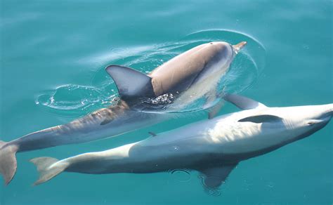 common dolphins mating. | mating common dolphins | Flickr