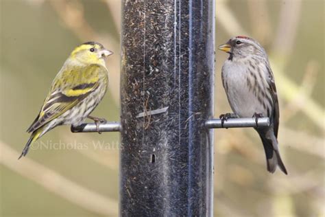 Siskin - Bird Information, Photos & Videos | Vine House Farm