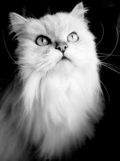 Pushka in Black and White...Again | Katya Horner | Flickr