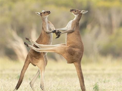 Kangaroo Fighting Human