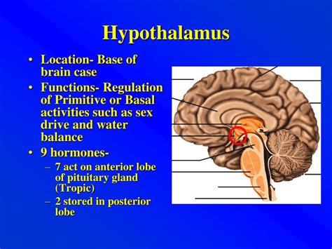 PPT - Hypothalamus PowerPoint Presentation, free download - ID:5615002