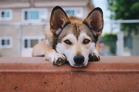 Corgi Husky Mix Guide: Traits, Temperament, & More!