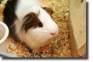 Guinea Pig Breeds - Interesting Animals