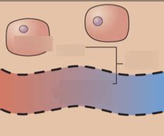 fluid compartments Diagram | Quizlet