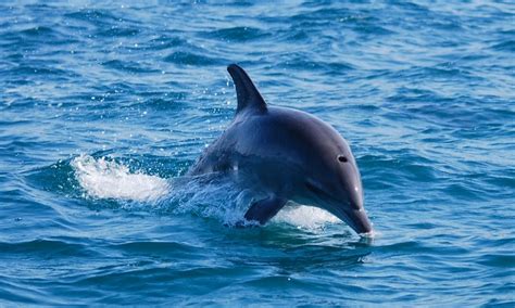 Dolphinarium in Finland to close - a success for ocean conservation • Mares - Scuba Diving Blog