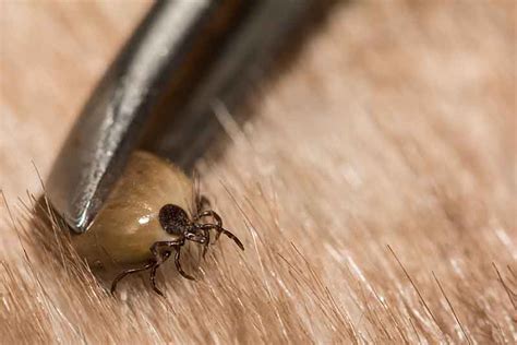 How To Remove A Tick - And 4 Ways Not To | Dupont Veterinary Clinic