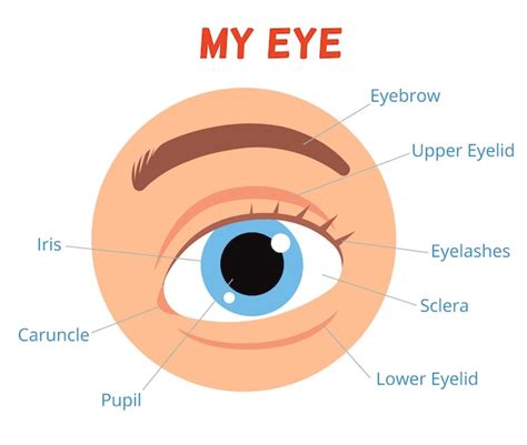 Póster para que los niños aprendan. la estructura del ojo humano. | Vector Premium