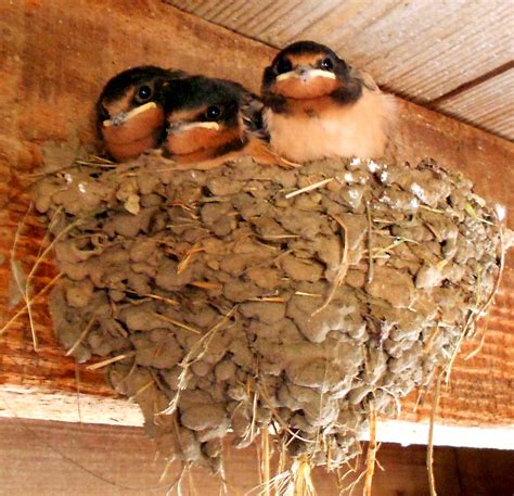 This barn swallow nest was in my barn.......so cute! Barn swallow