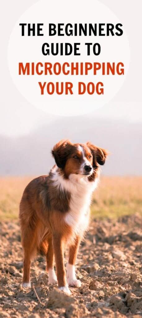 Microchipping Dogs: A Beginner’s Guide - PBS Pet Travel | Pet travel ...