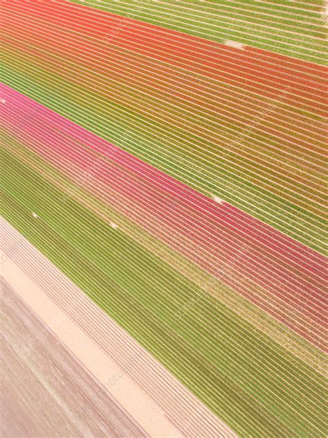 Aerial view of tulips fields, Netherlands - Stock Image - F040/5271 - Science Photo Library