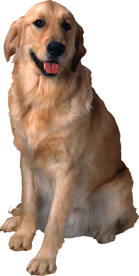Roblox Dog PNG