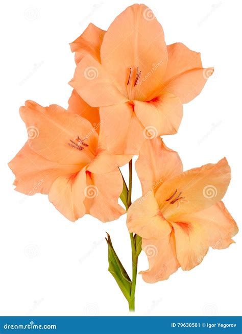 Gladiolus orange 3 stock image. Image of garden, pattern - 79630581