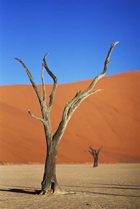 Whispers from the Barren: Unraveling the Mysteries of Desert Skeletons - adaily24h.com