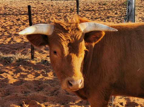 Farming with Dexter cattle in the African desert - Agriland.co.uk