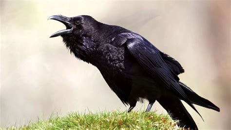 Crow call / Crow sounds / Crow Sound / Crow sound effect - YouTube