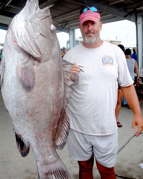 Warsaw Grouper Louisiana 115 - Grand Isle, LA Big Warsaw Grouper