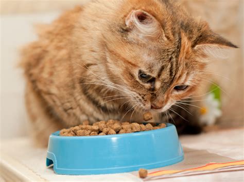 Homemade Easy Cat Food Recipes | Fluffyhealth