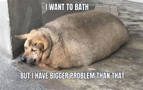 10+ Funny fat dog memes - PetPress