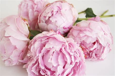 🔥 [40+] Pink Peonies Wallpapers | WallpaperSafari