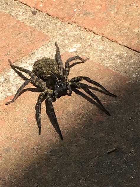 Mama Wolf Spider, North Carolina :D | Scrolller