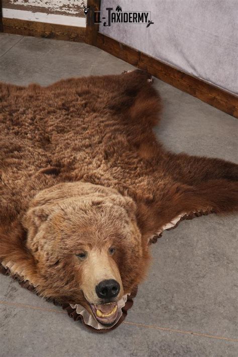 Grizzly Bear Taxidermy Rug SKU 2641 - All Taxidermy