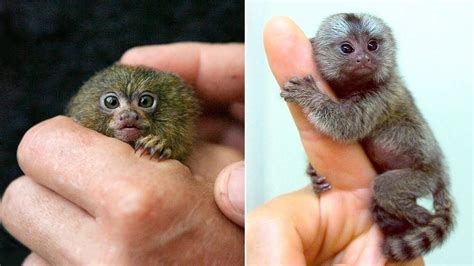 Top 7 Smallest Animals On Earth - vrogue.co