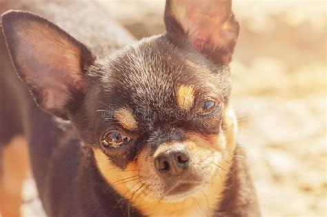 Chihuahua Dog Focus on the Eyes. Mini Dog Portrait Stock Image - Image ...