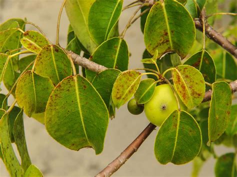 5 Fakta Manchineel Tree, Pohon Paling Mematikan di Dunia