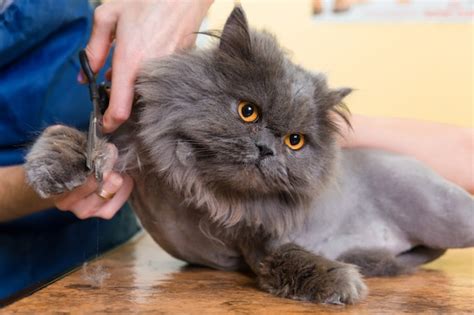 Premium Photo | Cat grooming in pet beauty salon.