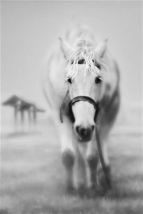 Horse Wallpaper for iPhone - WallpaperSafari