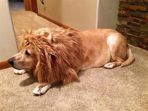 Lion Mane Dog Costume - Etsy