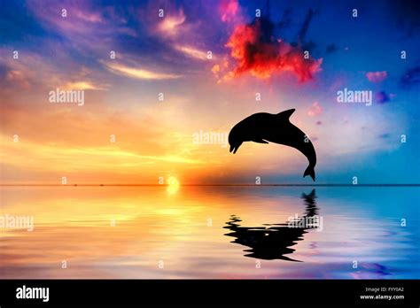 Jumping Dolphin Svg