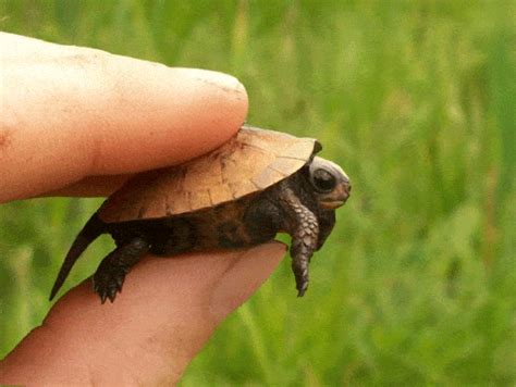 Turtle Gif - IceGif