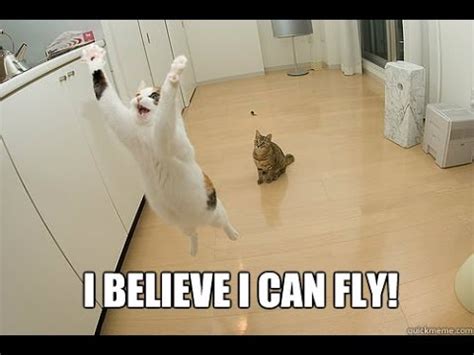 Funny Cat 2017 I Believe I Can Fly - YouTube