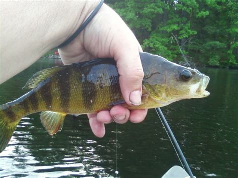 Yellow Perch Details - FL Fish Finder