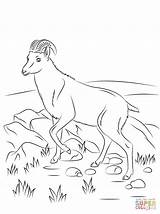Nilgiri Tahr Wild Goat coloring Page  Free Printable Coloring Pages sketch template