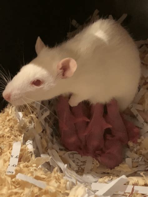 Our Breeding Rats - NL Rattery